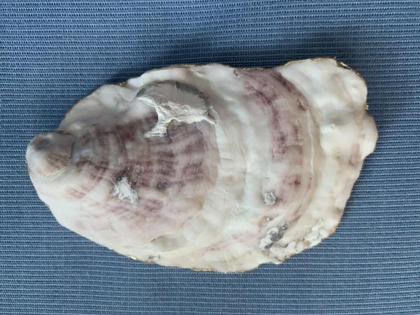 “The Wave” Oyster Shell Trinket Dish picture