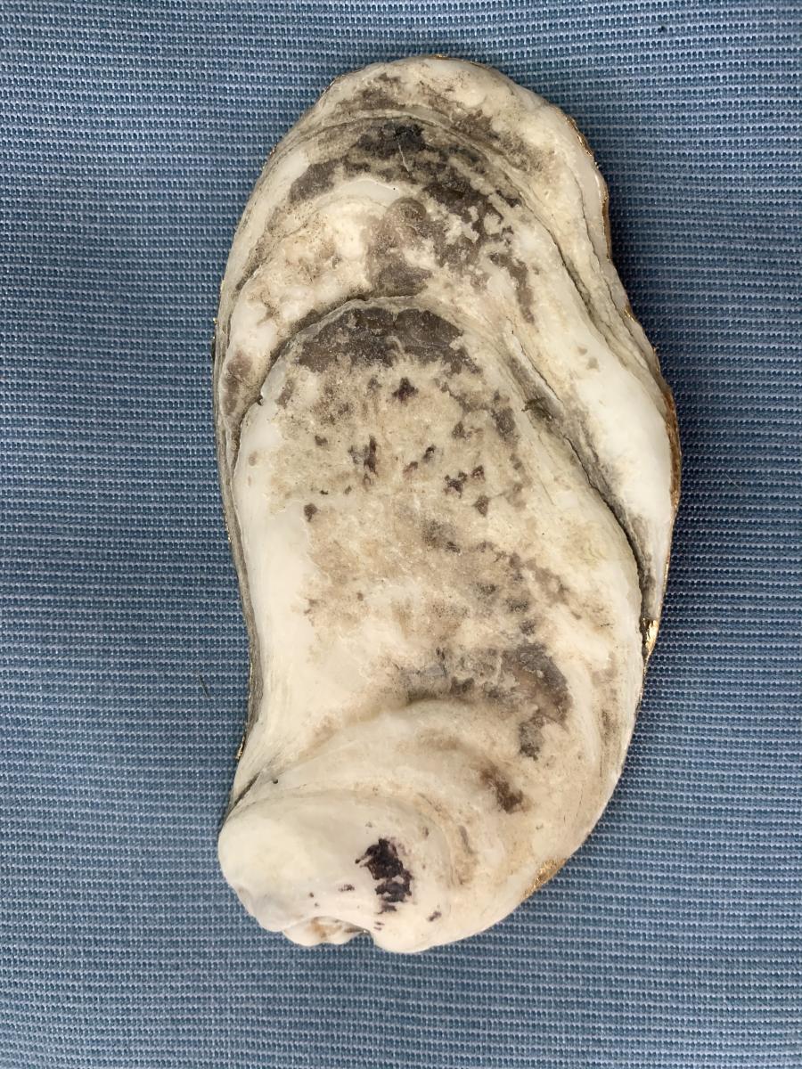 Wisteria Oyster Shell Trinket Dish picture