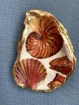 Orange Shell Oyster Shell Trinket Dish