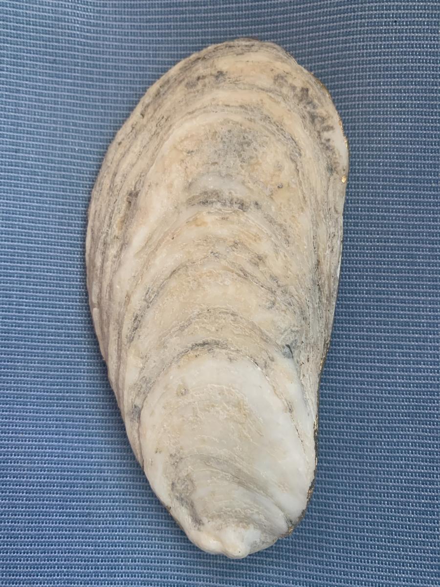 Bird Nest Oyster Shell Trinket Dish picture