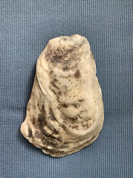 Egyptian Oyster Shell Trinket Dish picture