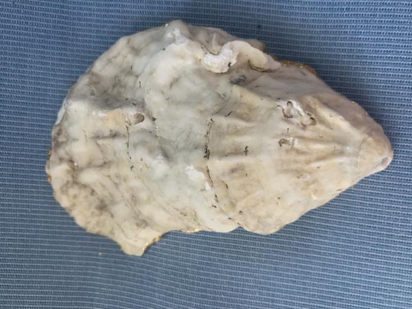 Artichoke Oyster Shell Trinket Dish picture