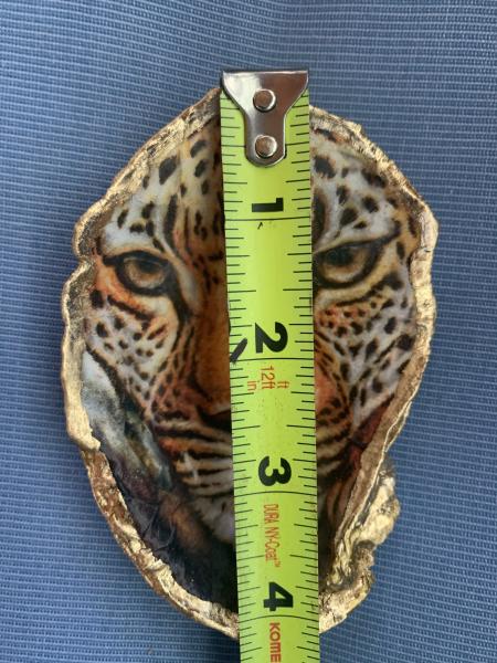 Tiger Oyster Shell Trinket Dish picture