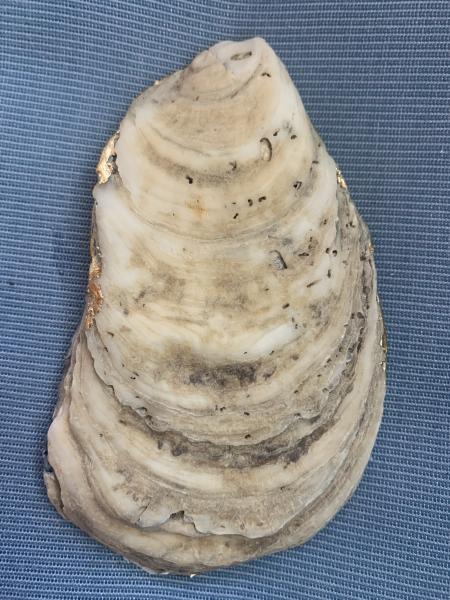 Dark Blue Patterned Oyster Shell Trinket Dish picture