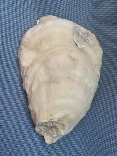 Mermaid Oyster Shell Trinket Dish picture