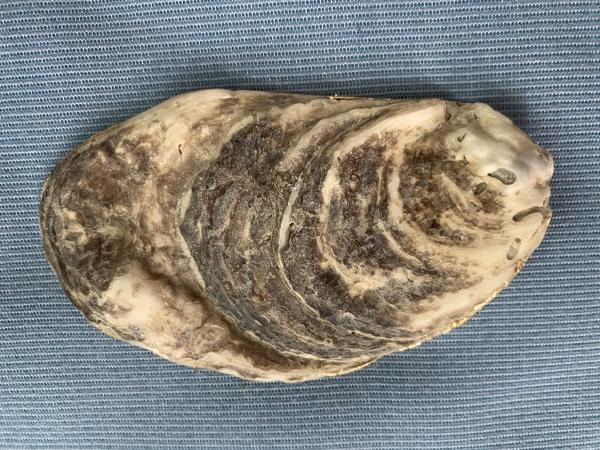 Lobster Oyster Shell Trinket Dish picture