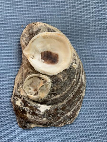 Red and Yellow Bird Oyster Shell Trinket Dish picture