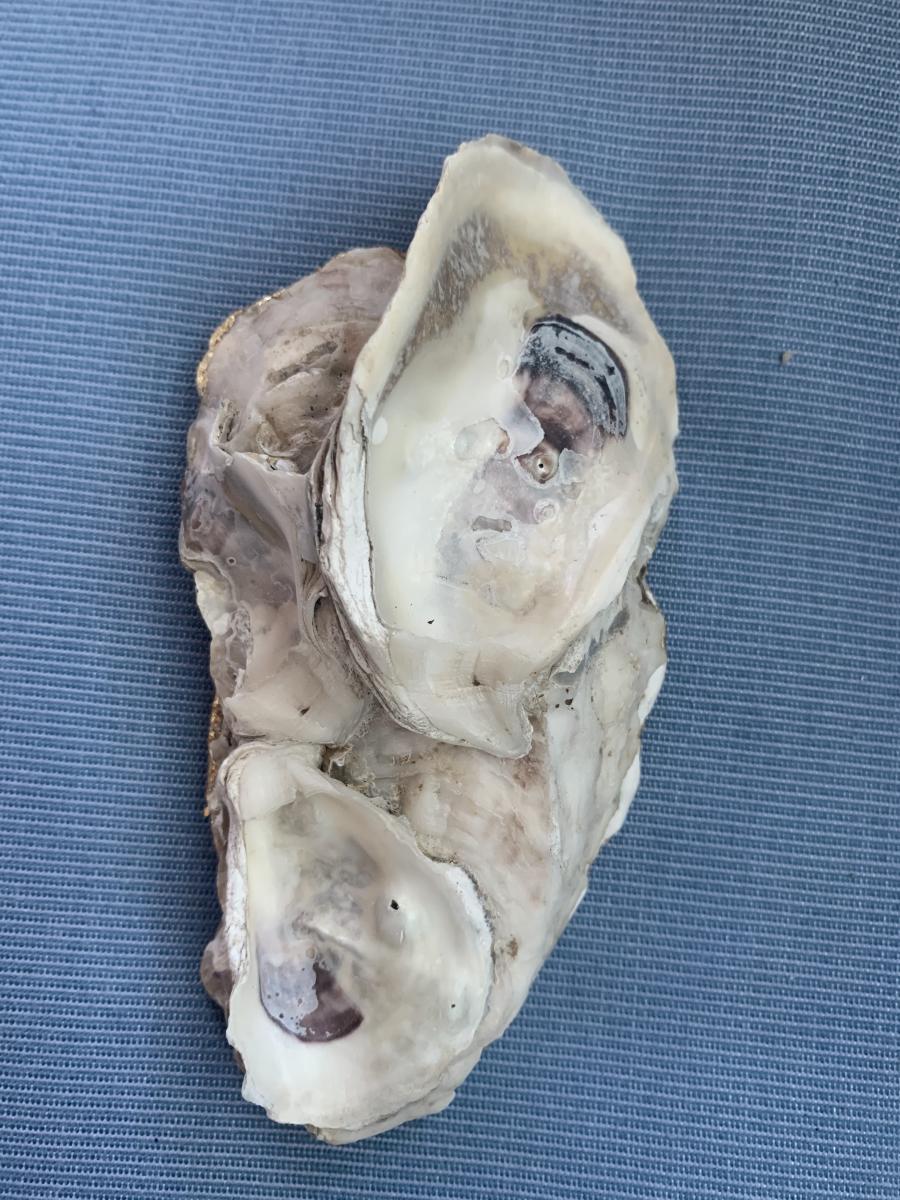 Patterned Oyster Shell Trinket Dish picture