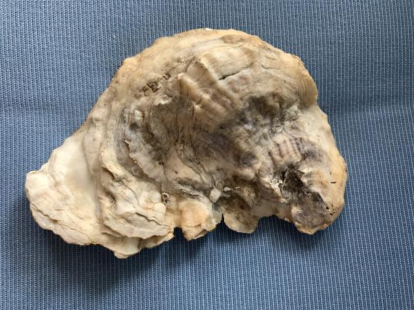 Coy Pond Oyster Shell Trinket Dish picture