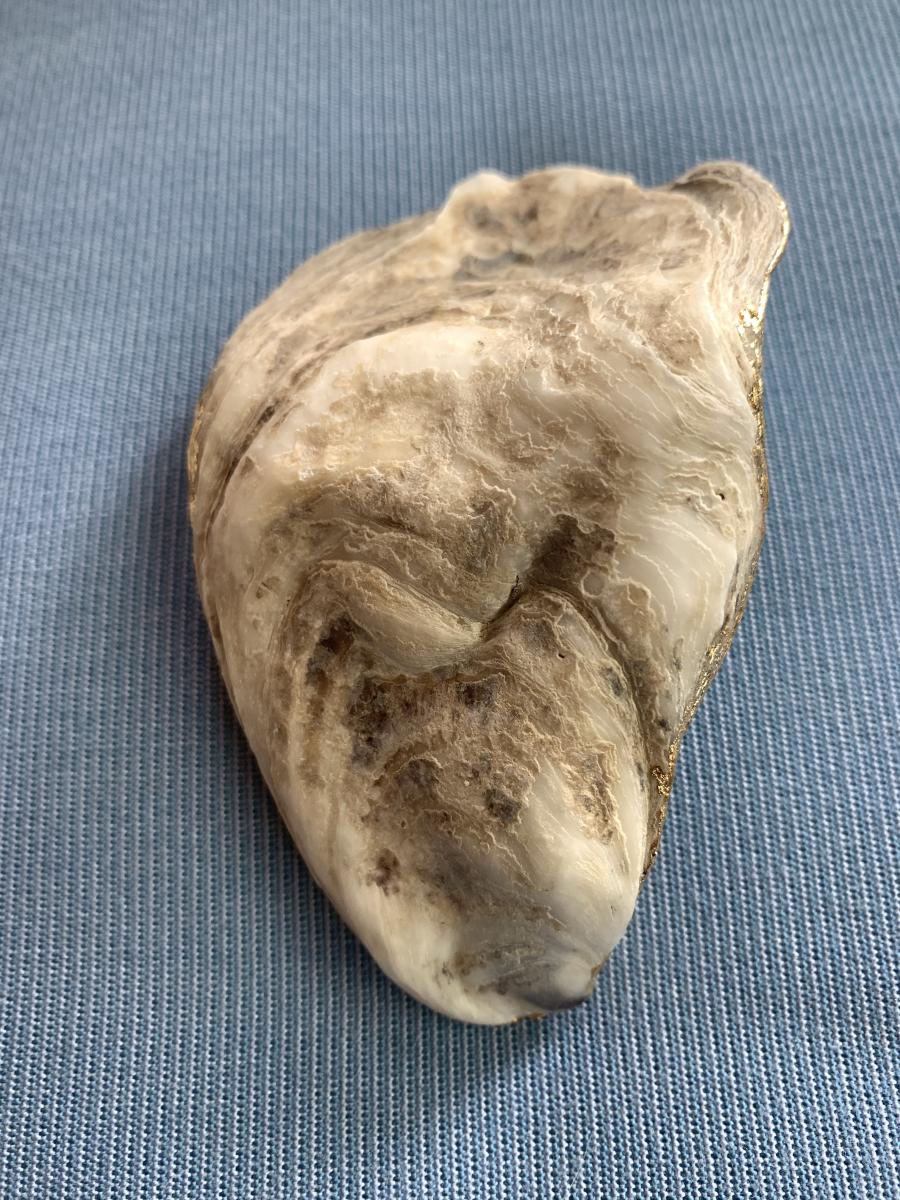 Patterned Oyster Shell Trinket Dish picture