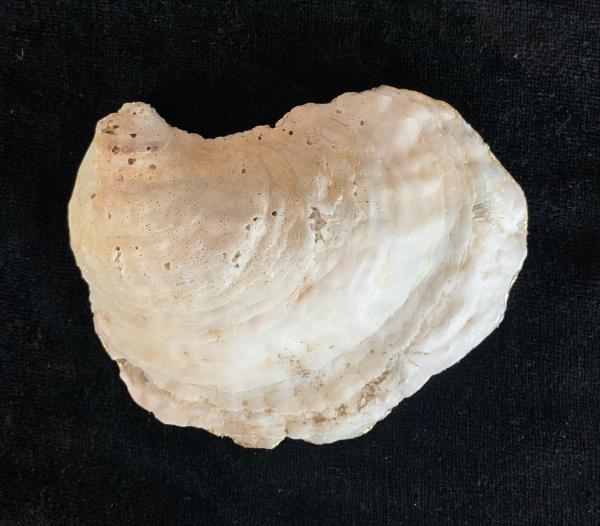 Grapefruit Oyster Shell Trinket Dish picture