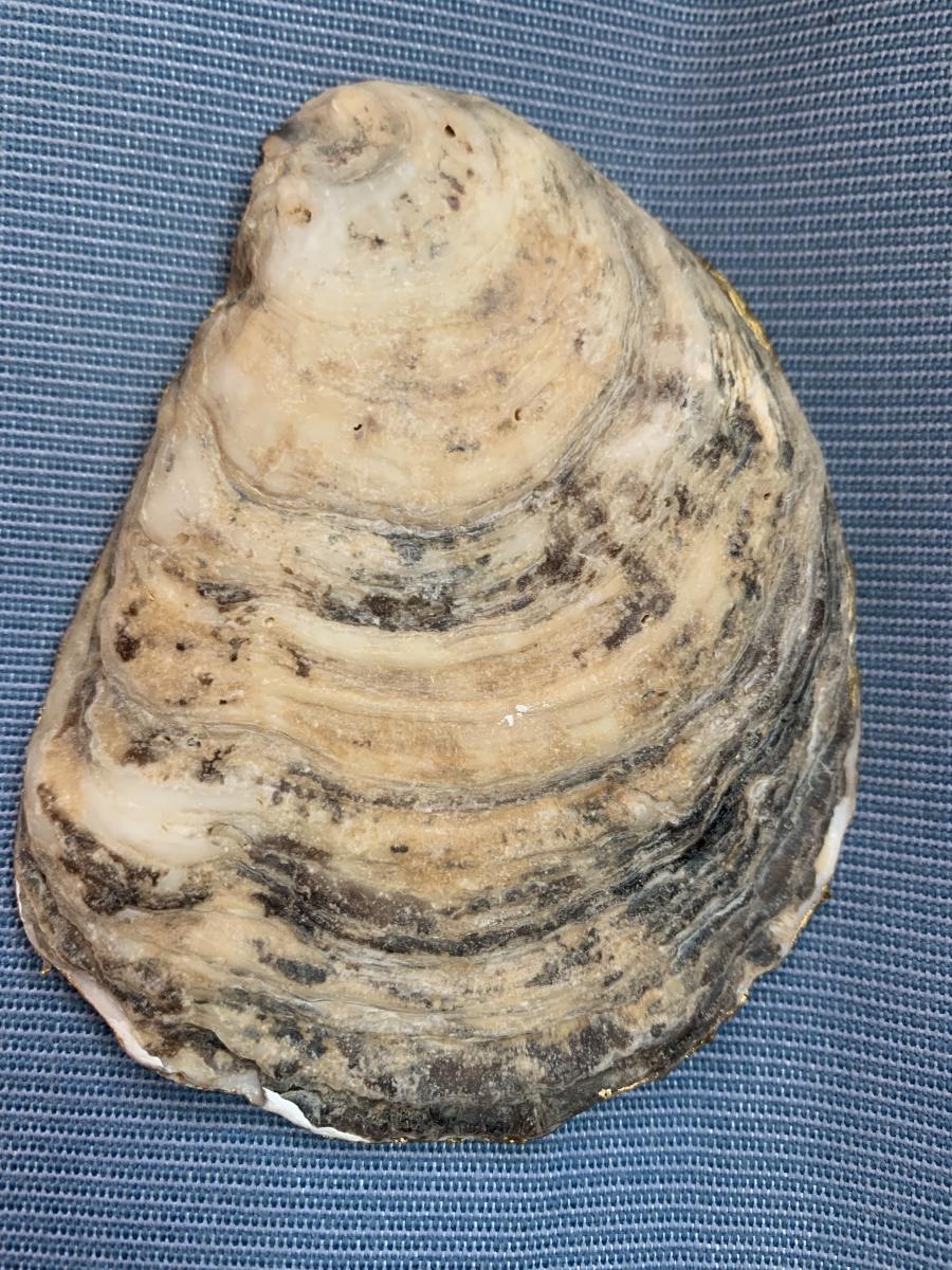 Shell Oyster Shell Ring Dish picture
