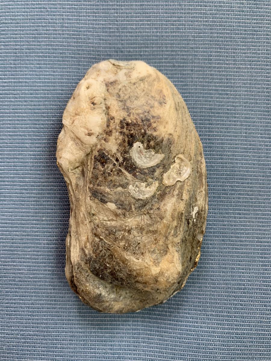 Bird and Butterfly Oyster Shell Trinket Dish picture