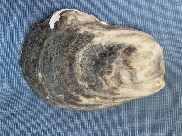 Feathers Oyster Shell Trinket Dish picture