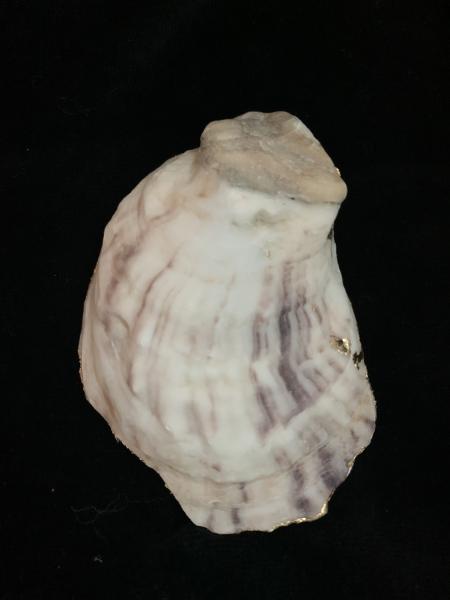 Shell Oyster Shell Ring Dish picture