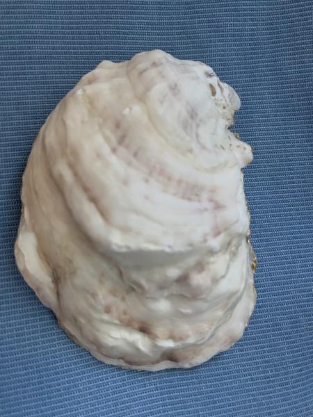 Blue Seaweed Oyster Shell Trinket Dish picture