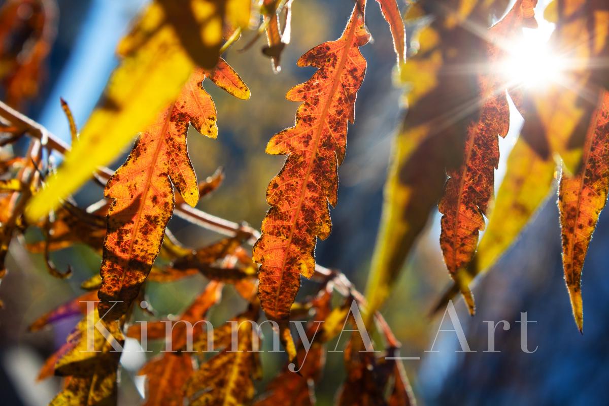 Through The Fallen Leaves - Printed and Matted Photo Taken In New York City picture