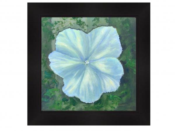 Moonflower picture