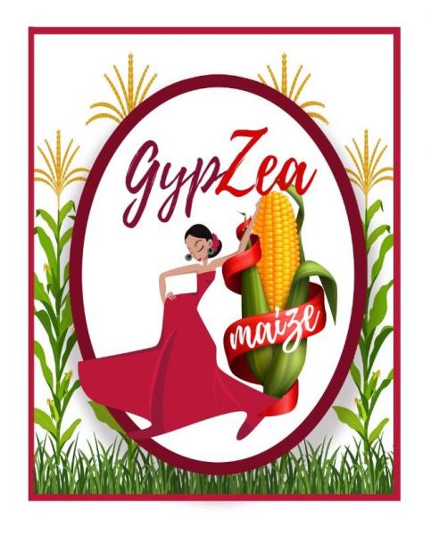 GypZea Maize Kettle Corn