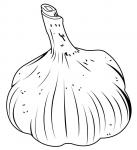 Garlic - Head