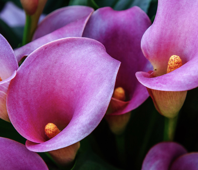 The Nevae Collection picture