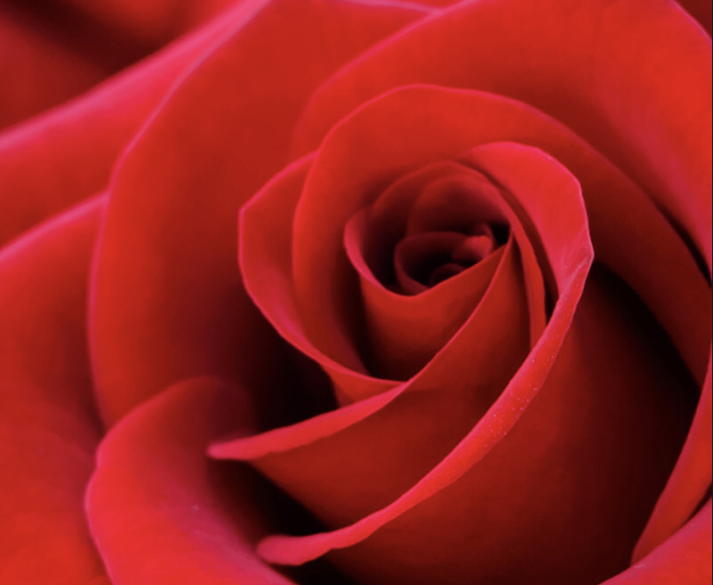 The Tin Collection picture