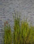 Cattails - 10.9 x 14