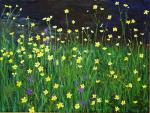 Buttercups - 15 x 20