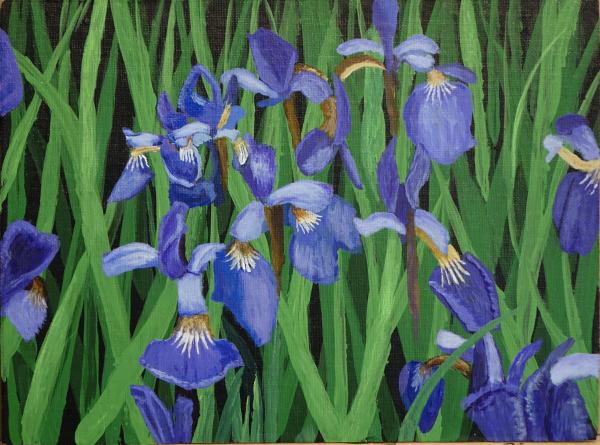 Irises - 10 x 7.4