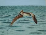 Pelican in Flight