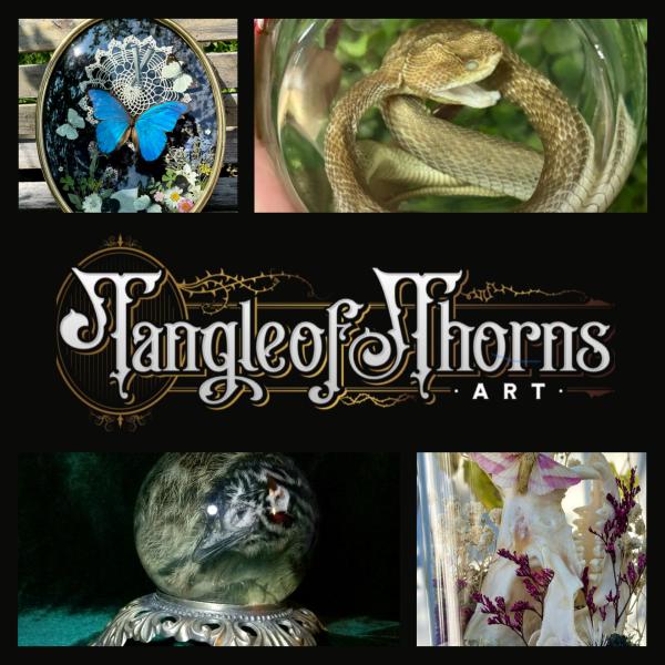 Tangle of Thorns Art