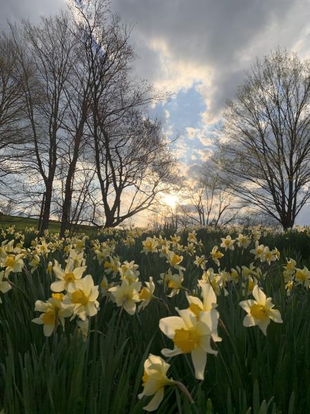 Spring in Connecticut picture