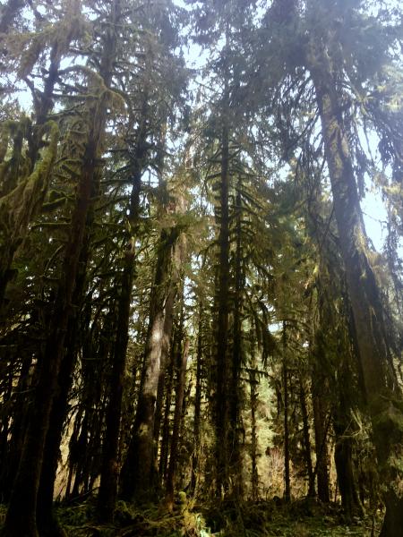 Yosemite Valley picture