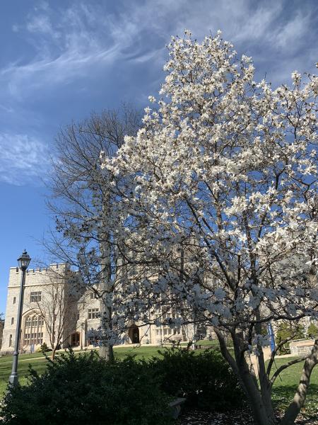 Spring in Connecticut picture