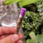 Long-stemmed Wildflower Seed Vial