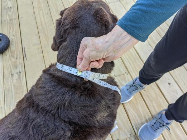 1 inch leather martingale collar picture