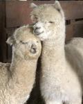 Alpacas of York/Soap Treasures