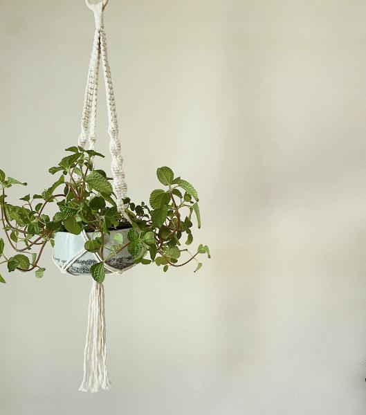 Short White + Long White + Brown - Hanging Plant Holder - Air plant Hanger - Macrame Lanyard - Macrame Pant Holder - Macrame Tassels picture