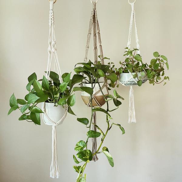 Short White + Long White + Brown - Hanging Plant Holder - Air plant Hanger - Macrame Lanyard - Macrame Pant Holder - Macrame Tassels picture