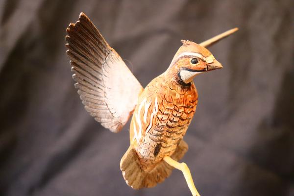 Bobwhite Quail picture