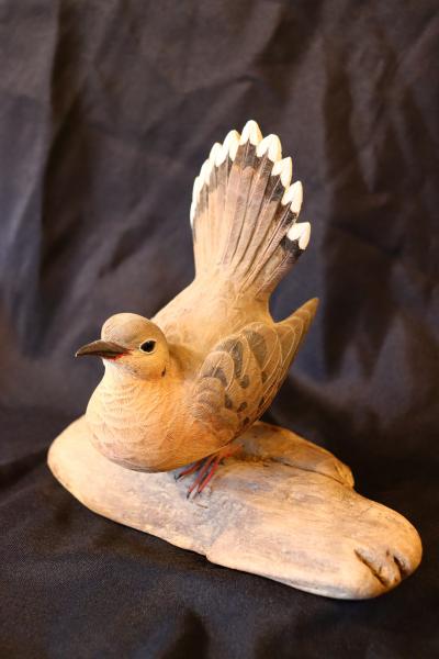 Morning Dove picture