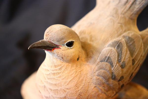 Morning Dove picture