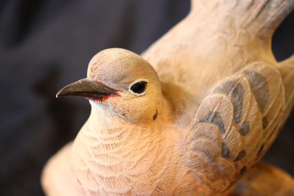 Morning Dove picture