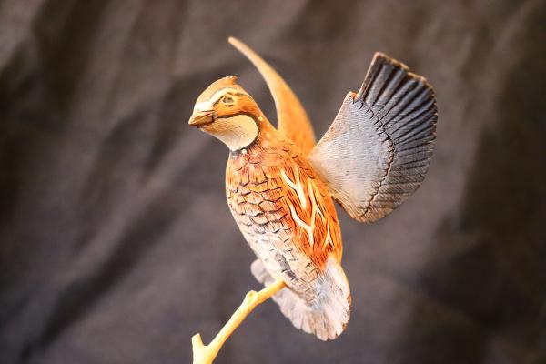 Bobwhite Quail picture