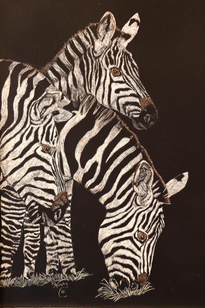 Scratchboard Three Zebras picture