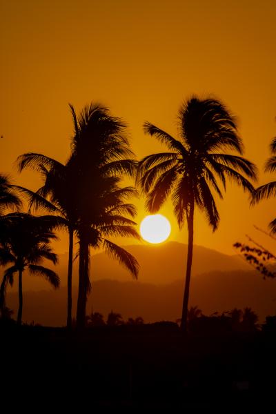 Sunrise and Palm Trees Lustre Print 2