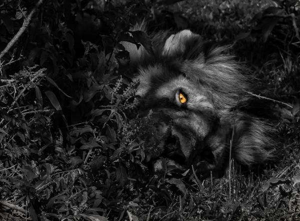 Lion in Bush Metal Print - Color or B/W picture