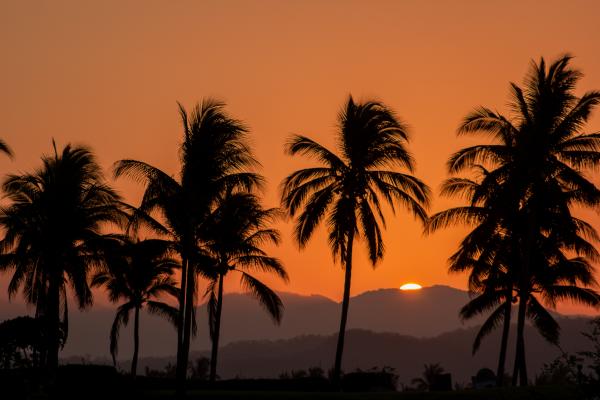Sunrise and Palm Trees Lustre Print 3