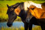 Assateague Ponies Lustre Print 3