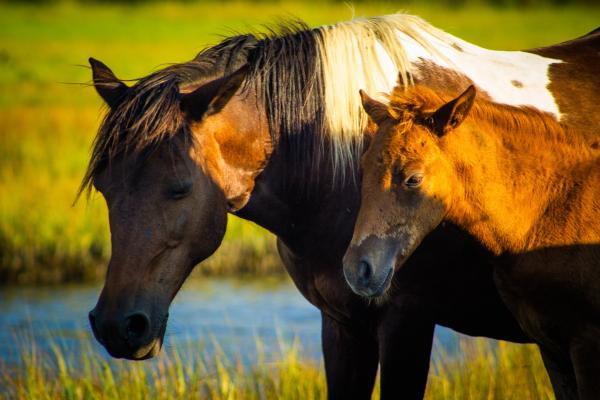 Assateague Ponies Lustre Print 3